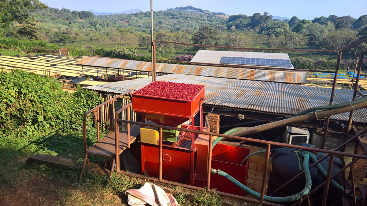 Tanzania Geisha Tandala Filter Rarity Line 87+
