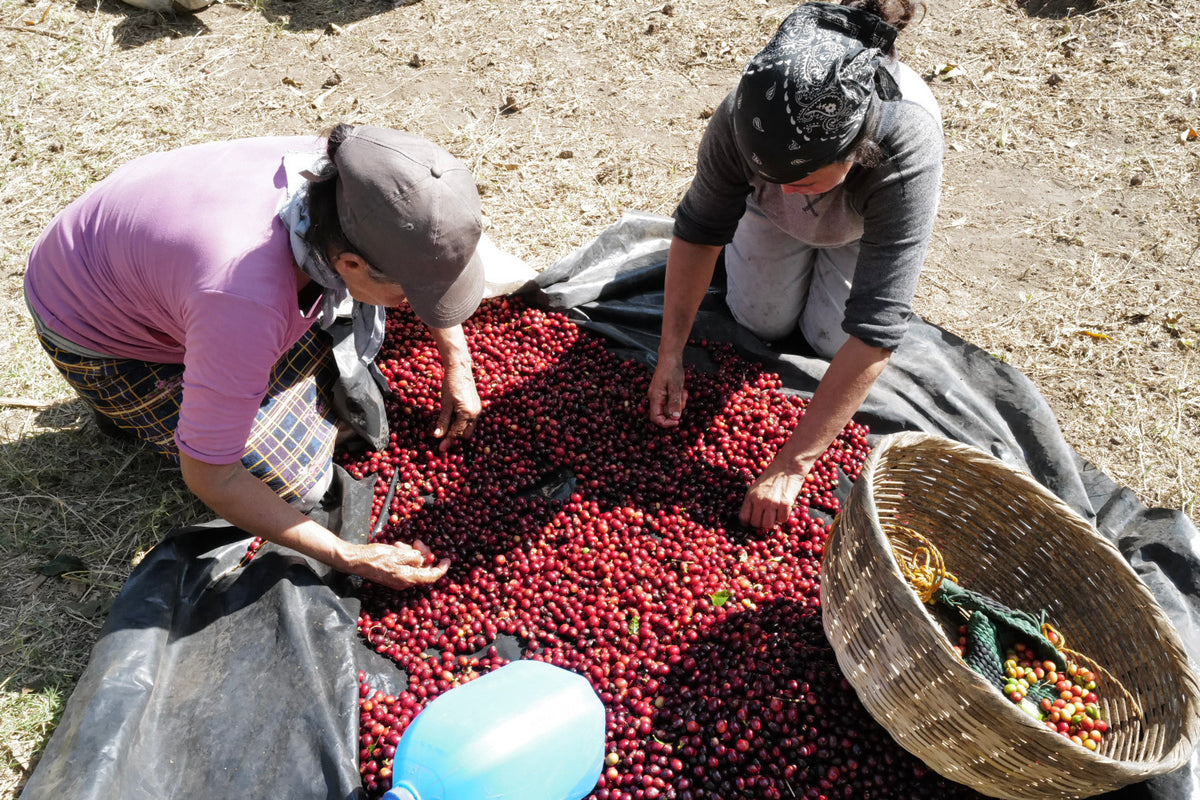 Kilimanjaro Single Origin Espresso Rarity Line 87+